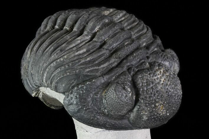 Enrolled Drotops Trilobite On Pedestal Of Limestone #76412